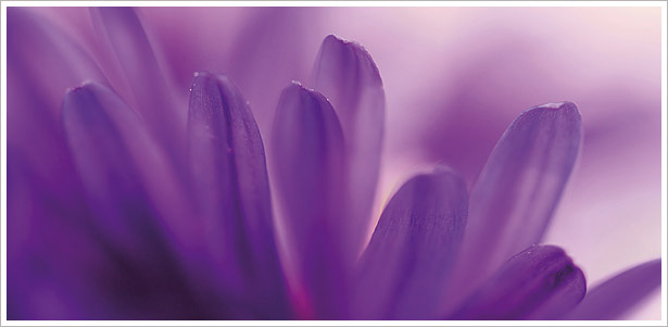 nivo slider image